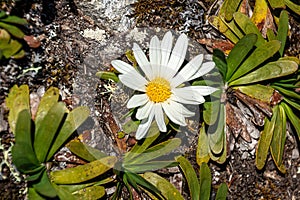Werneria pygmaea is a low herbs, found in the high altitude cushion páramo
