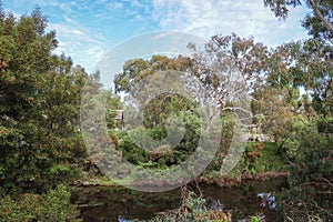 Werribee river with eucalyptus trees on riverbank