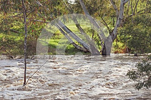 Werribee river overflowing and flooding in a forest