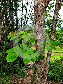 Weru Tree.  Broad and tall leaves.  Grows in temperate plains.