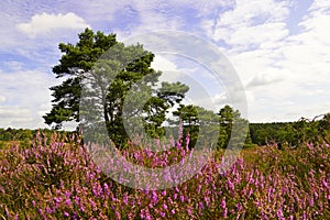 Weseler Heide nature reserve.