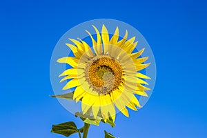 Wesp in bloomin sun flower