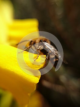 Wesp on a flower in macro