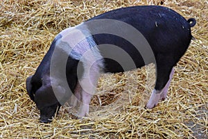 The Wessex Saddleback Pig