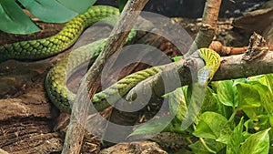 West Afrian green mamba resting in vegetation in the Dallas City Zoo in Texas.