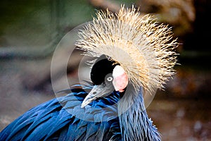 West Africa Crowned Crane