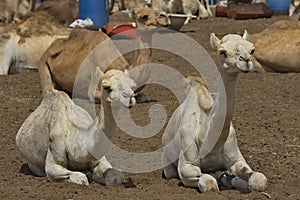 West Africa. Mauritania. Camels for any choice
