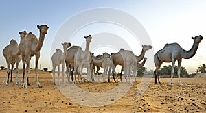 Camels of the Sahara Desert