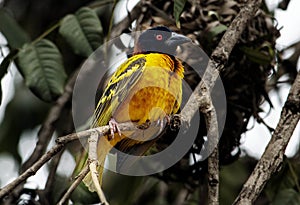 West Africa Republic of Guinea Conakry vicinity weaver bird