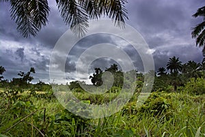 West Africa Republic of Guinea in view of jungle