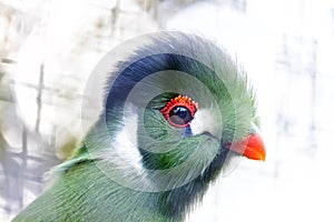 West Africa\'s Avian Jewel - Green Turaco (Tauraco persa photo