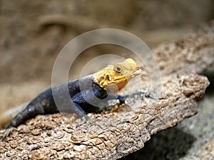 the West African Agama, Agama africana, lying on a boulder basking