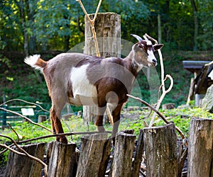 West African brown pygmy goat standing on the logs