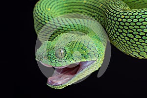 West African bush viper Atheris chlorechis attack photo