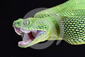 West African bush viper Atheris chlorechis attack photo