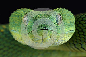 West African bush viper Atheris chlorechis photo