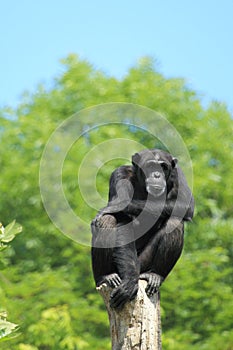 West african chimpanzee