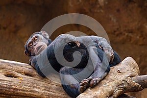 West african chimpanzee (Pan troglodytes verus) in a zoo of Tenerife (Spain)