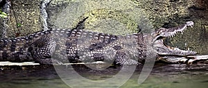 West African crocodile 1