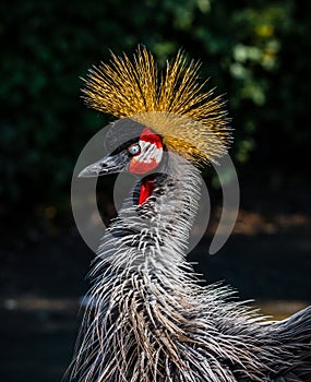 West african crowned crane