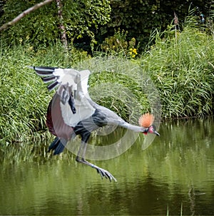 West african crowned crane