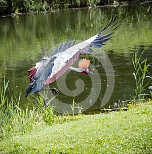 West african crowned crane