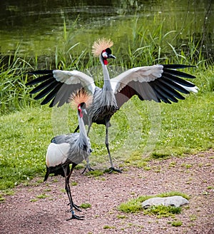 West african crowned crane