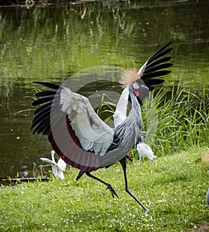 West african crowned crane