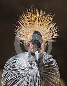 West African Crowned Crane staring