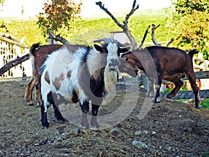 The West African Dwarf Capra aegagrus hircus or Die Afrikanische Zwergziege, Abenteurland Walter Zoo