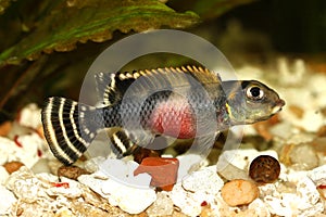 West African Dwarf Cichlid Aquarium Fish Nanochromis transvestitus