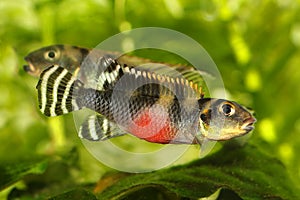West African Dwarf Cichlid Aquarium Fish Nanochromis transvestitus