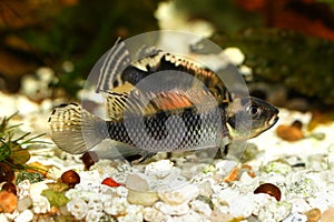 West African Dwarf Cichlid Aquarium Fish Nanochromis transvestitus