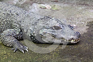 West African Dwarf Crocodile