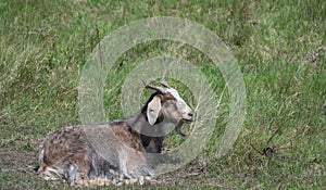 West African dwarf Goat resp.Capra aegagrus hircus in Dunes of Sankt Peter-Ording,North Sea,North Frisia,Eiderstedt Peninsula, photo