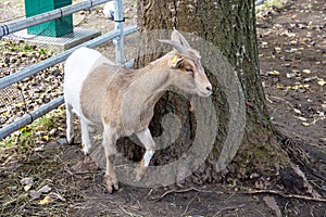The West African Dwarf goat is a traditional breed of West and Central Africa, Capra aegagrus hircus