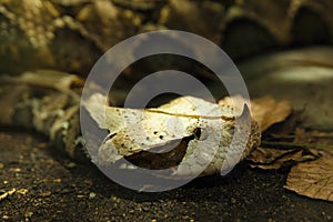 West African Gaboon viper Bitis gabonica rhinoceros is is lying hidden on the ground in typical position and waiting for its photo