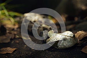 West African Gaboon viper Bitis gabonica rhinoceros is is lying hidden on the grund in typical position and waiting for its prey photo