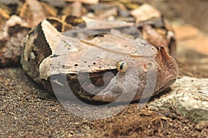 West african gaboon viper