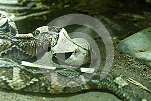 West african gaboon viper
