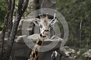 West african giraffe