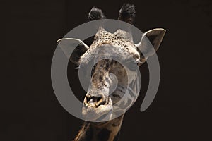 West African Giraffe chews cud - Los Angeles Zoo