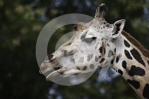 West african giraffe close up