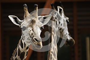 West african giraffes