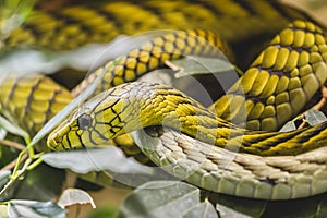 West African green mamba close up portrait