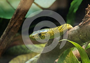West African green mamba resting in vegetation in the Dallas City Zoo in Texas.