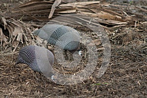 West African guineafowl Numida meleagris galeatus searching for food.