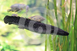 West african lungfish