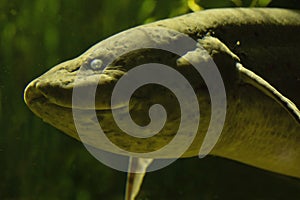 The West African lungfish Protopterus annectens.