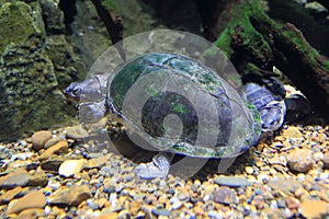 West African mud turtle